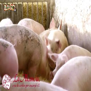 SPOT La Alcancía, cría de cerdos por encargo en Cazurrines TV